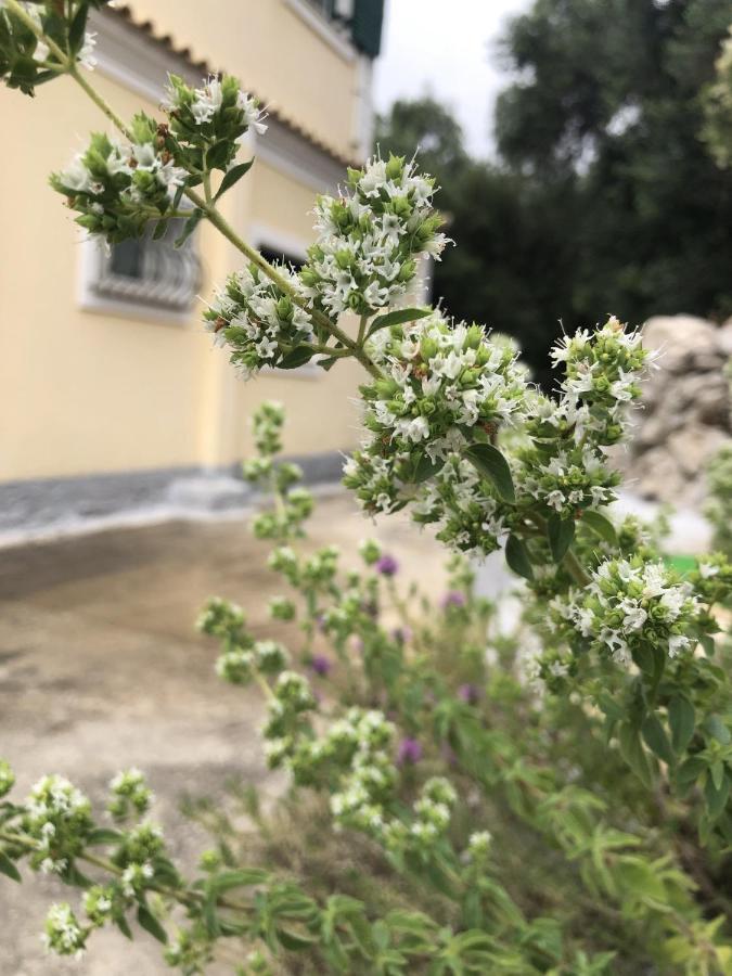 Mariza'S View House Διαμέρισμα Λάκωνες Εξωτερικό φωτογραφία